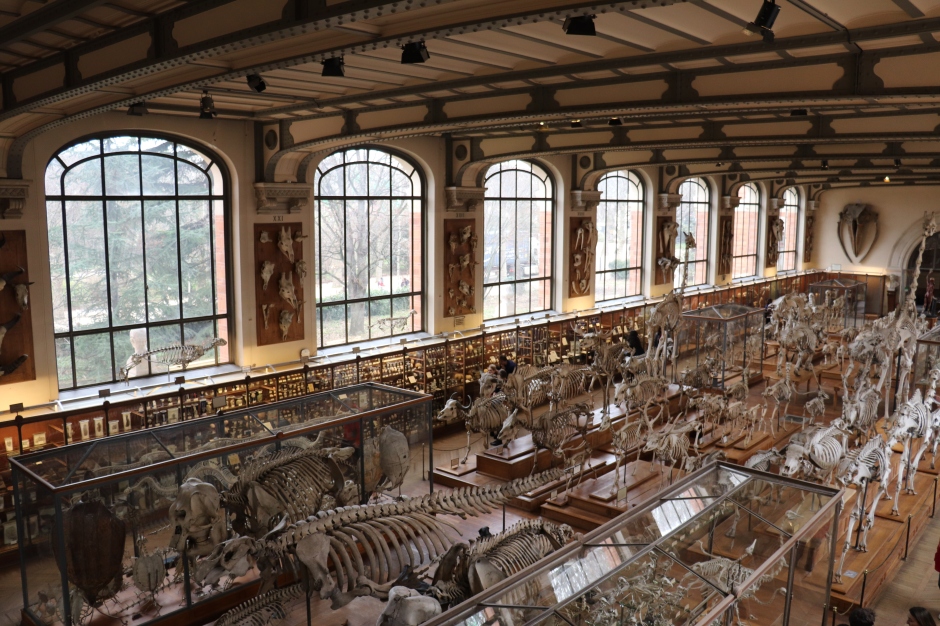 La Galerie de Paléontologie et d'anatomie comparée