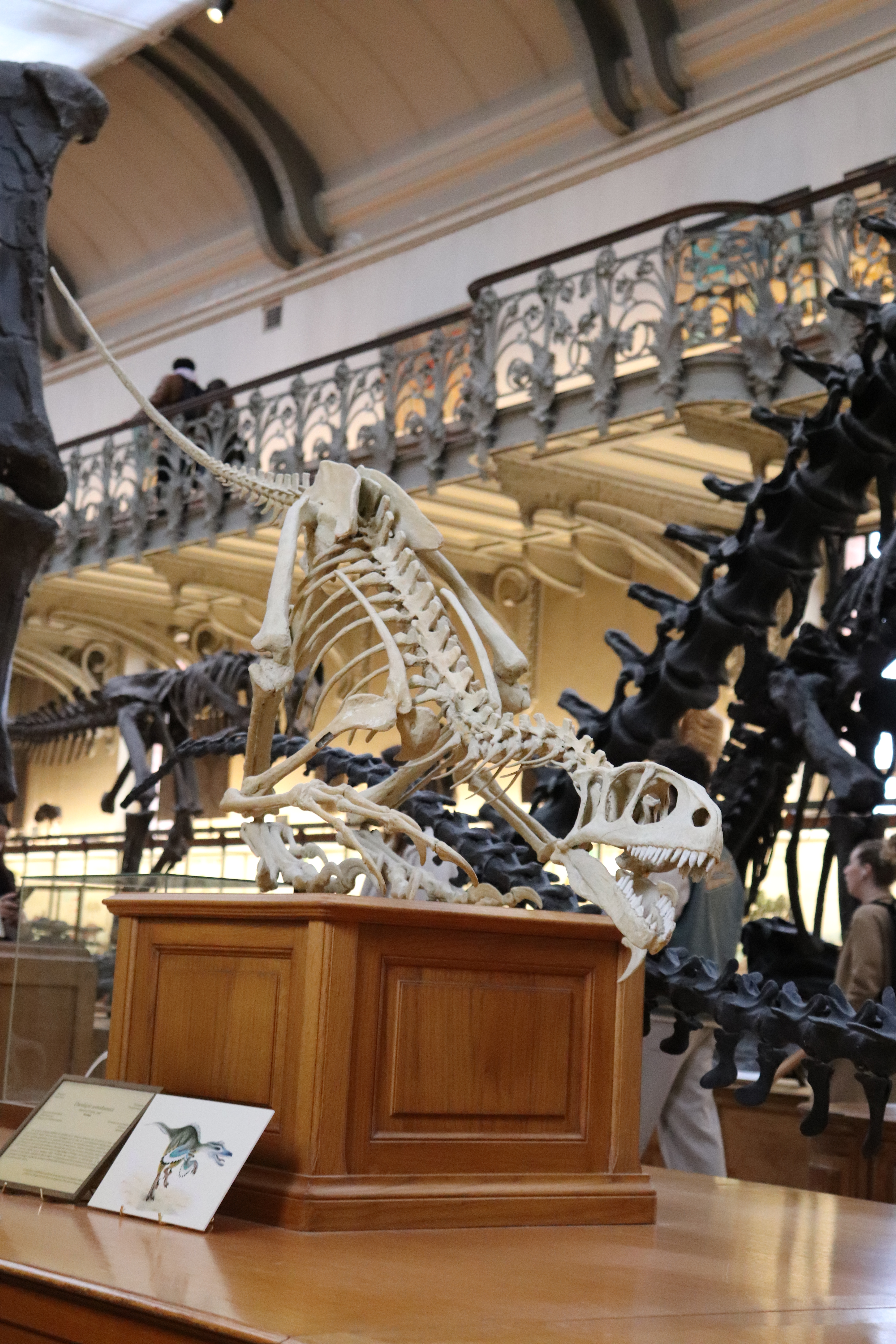 La Galérie de Paléontologie et d'anatomie comparée