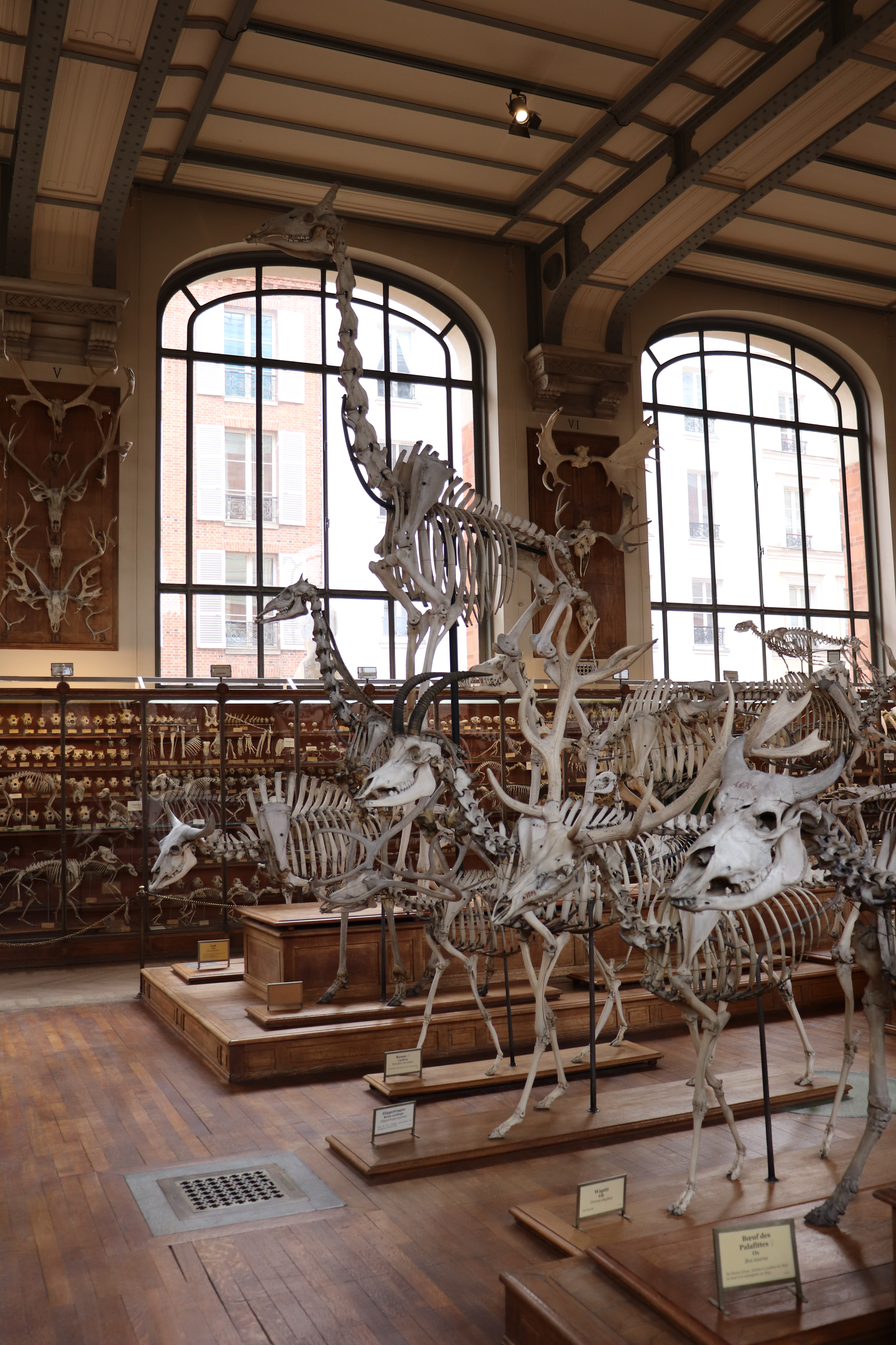 La Galérie de Paléontologie et d'anatomie comparée